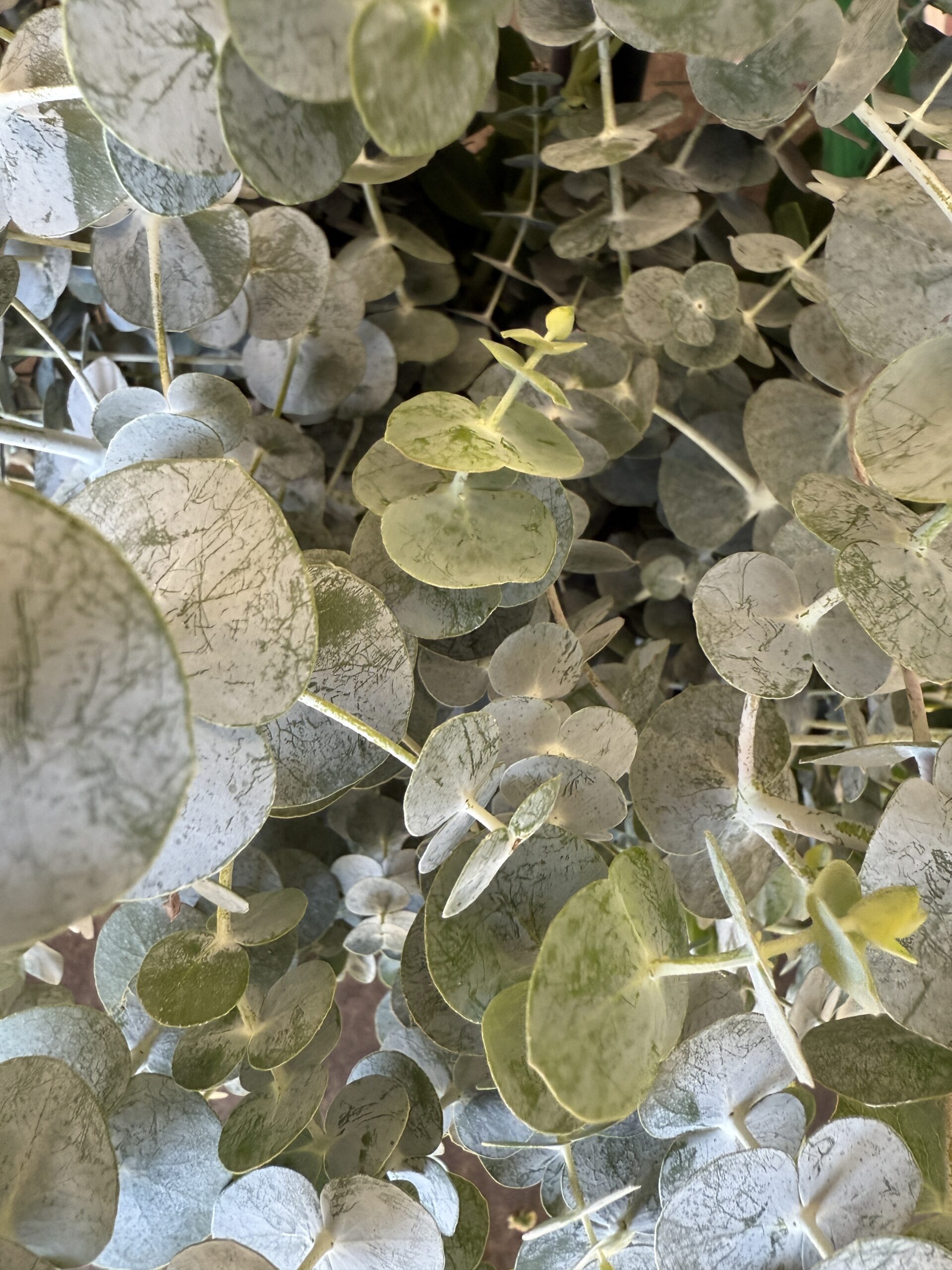 moss floral design havelock north