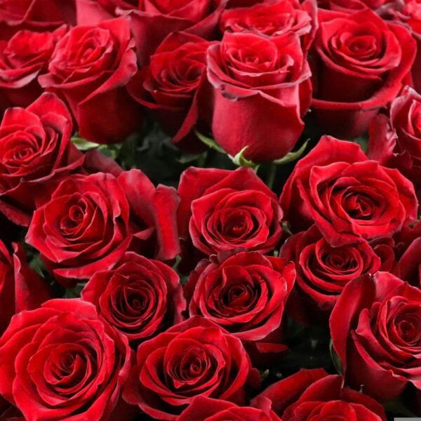 red roses
